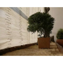 Load image into Gallery viewer, Natural Ramie with Bamboo Sticks Window Roller Roman Shade
